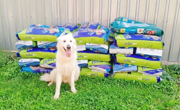 Gucci, splendido pastore svizzero Foto 2